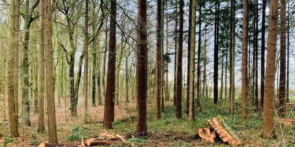 Sturmtief über Hamburg: Warnung vorm Betreten von Wäldern und Parkflächen