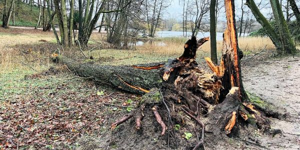 Umweltbehörde warnt: Betreten von Wäldern und Parks bleibt gefährlich