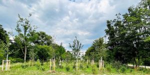 Kaum wieder zu erkennen: Schnellstraße wird zur Parklandschaft