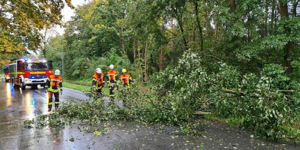 Maschen: Umgestürzter Baum wurde Fall für die Kettensäge der Feuerwehr