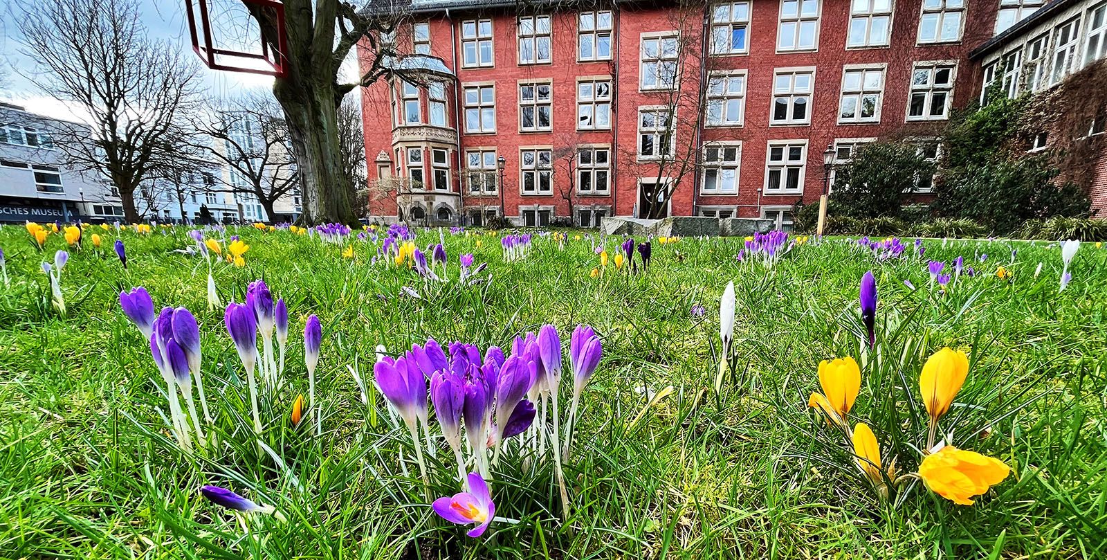 Die Krokuswiese hinter dem Harburger Rathaus hat sich schon jetzt in ein buntes Farbenmeer verwandelt.  Foto: Christian Bittcher