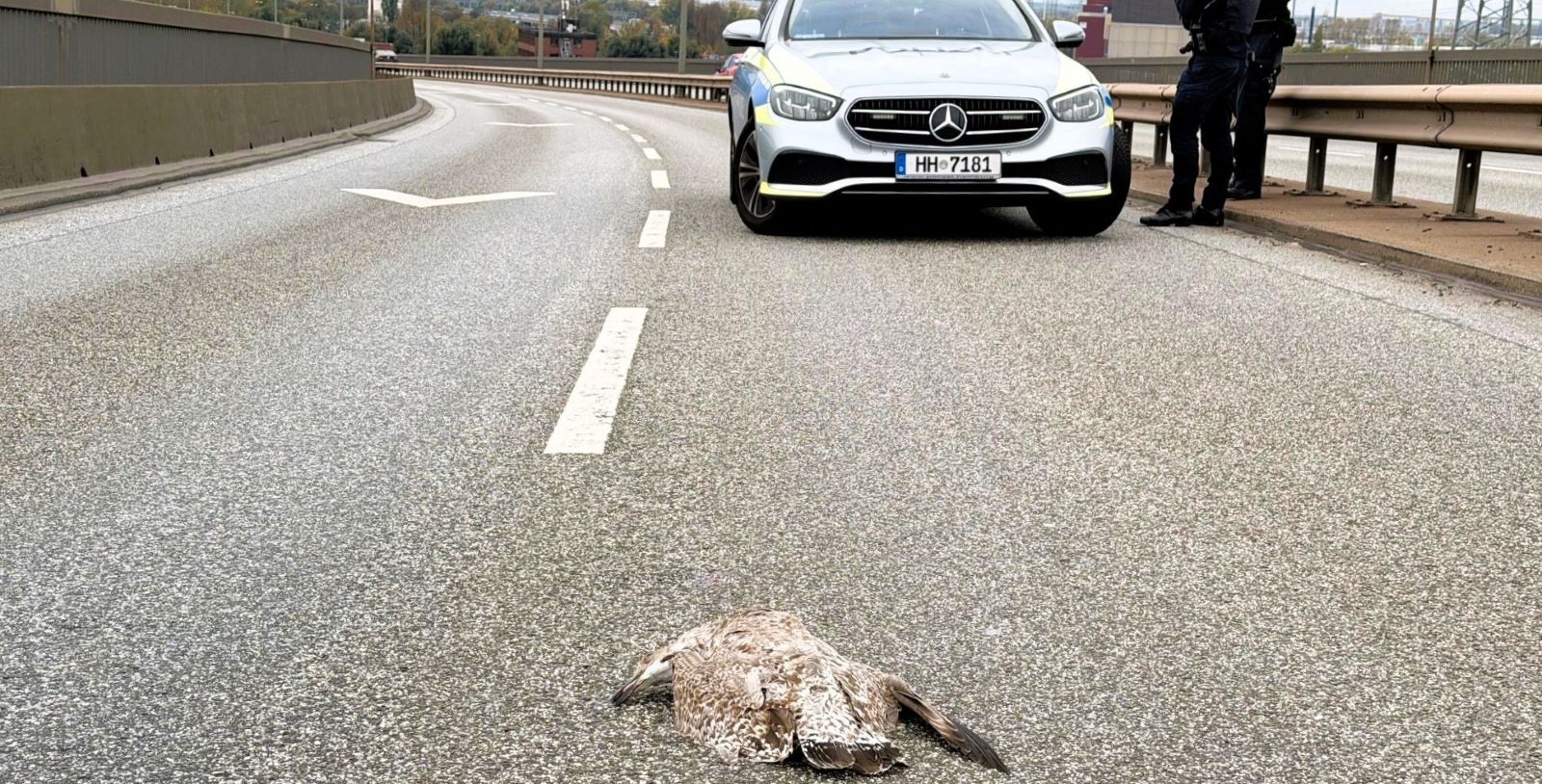 Auf der Köhlbrandbrücke kam es am Freitagvormittag zu einem ungewöhnlichen Einsatz: Eine Möwe stürzte auf die Fahrbahn. Foto: Lenthe-Medien Auf der Köhlbrandbrücke kam es am Freitagvormittag zu einem ungewöhnlichen Einsatz: Eine Möwe stürzte auf die Fahrbahn. Foto: Lenthe-Medien