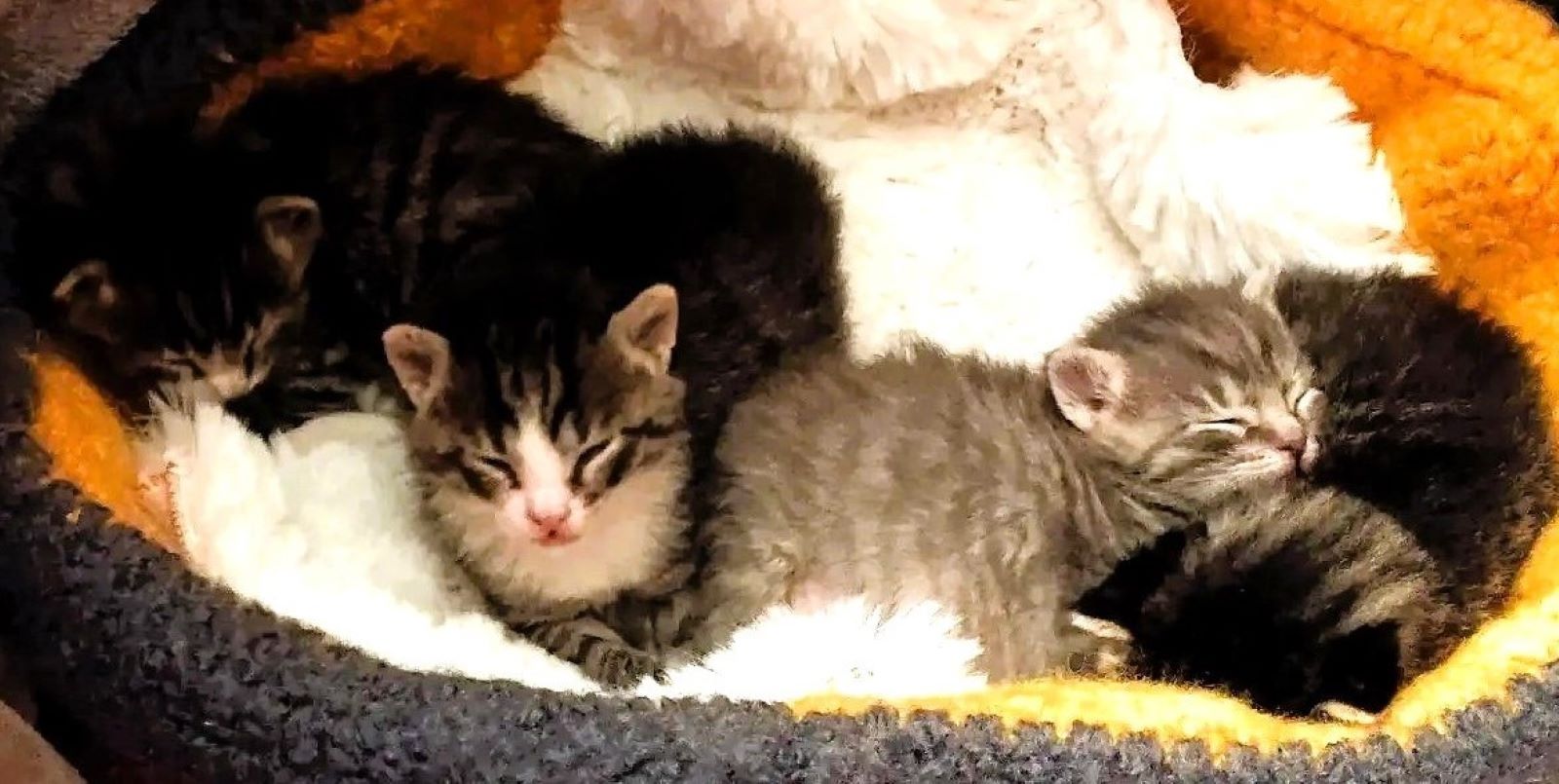 Phoenix-Viertel: Fünf neugeborene Katzenbabys im Schuhkarton ausgesetzt