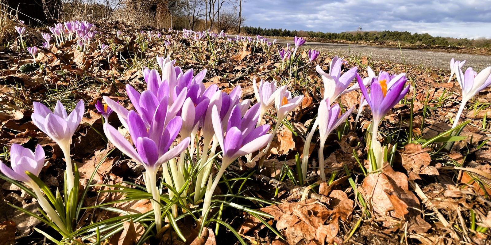 Erste Frühlingsboten: Bunte Krokusse am Waldrand in Sottorf. Foto: Christian Bittcher