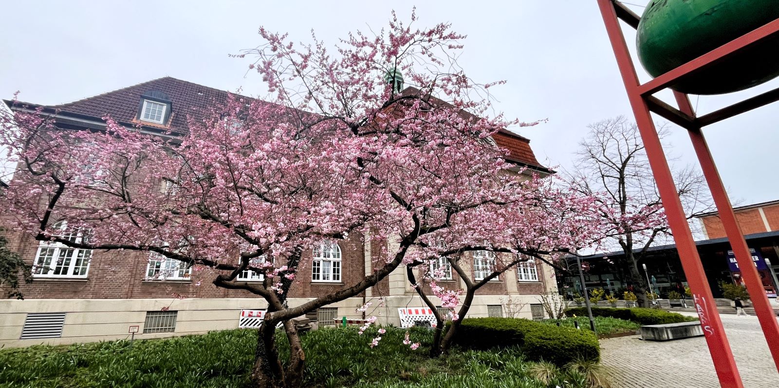 Frühling in den Startlöchern: Harburgs bekannteste Zierkirsche blüht