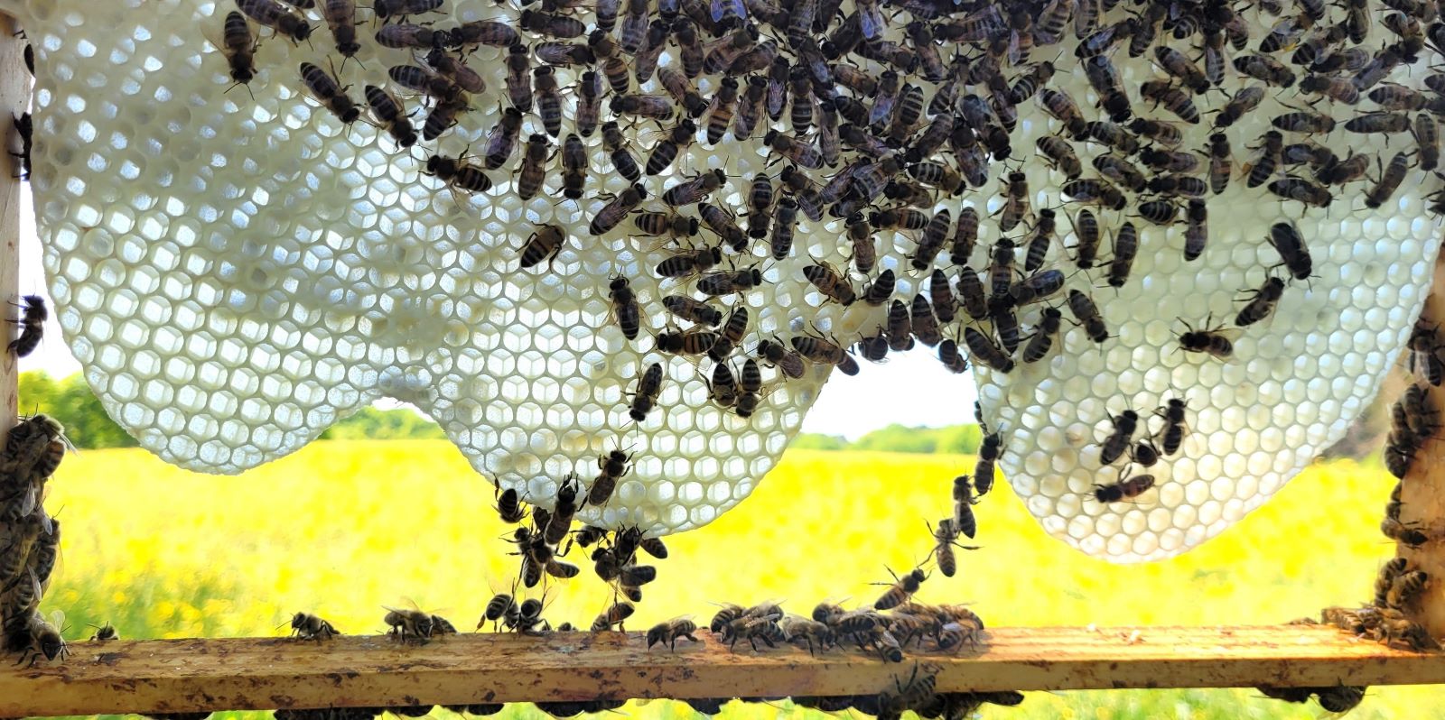 Imkerverein lädt ein: Experten-Vortrag zum Thema „Honig und Gesundheit“