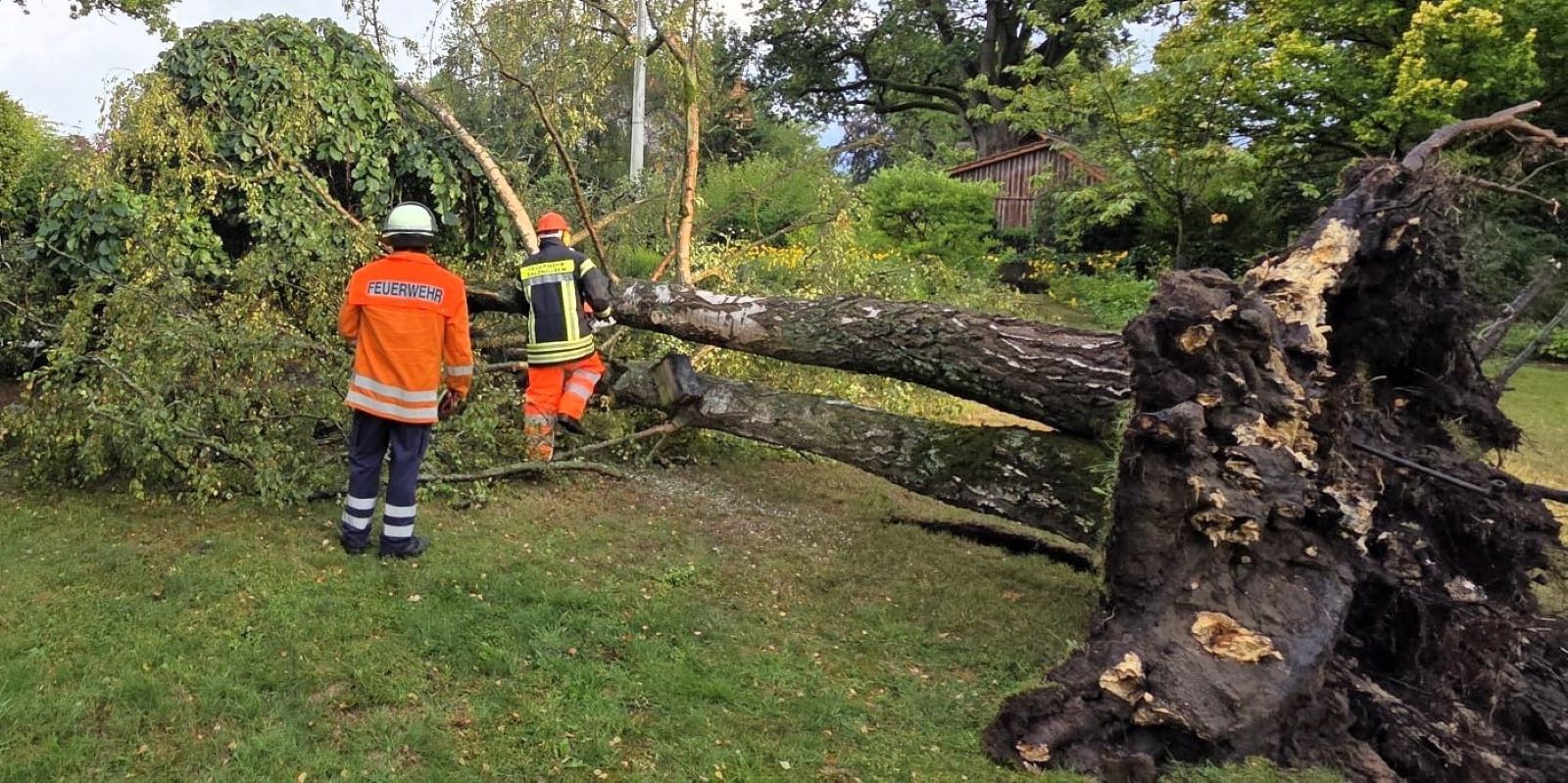 Salzhausen: In der Winsener Straße war eine große Birke umgestürzt und blockierte die Fahrbahn. Foto: Feuerwehr