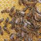 Landkreis: Veterinäramt stellt Amerikanische Faulbrut bei Bienenvolk fest