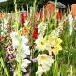 Dieses Farbspektakel macht gute Laune: In Ehestorf blühen hunderte bunter Gladiolen