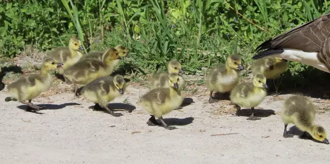 Der Nachwuchs ist da: Familie Graugans beim Landausflug. Foto: Christian Bittcher