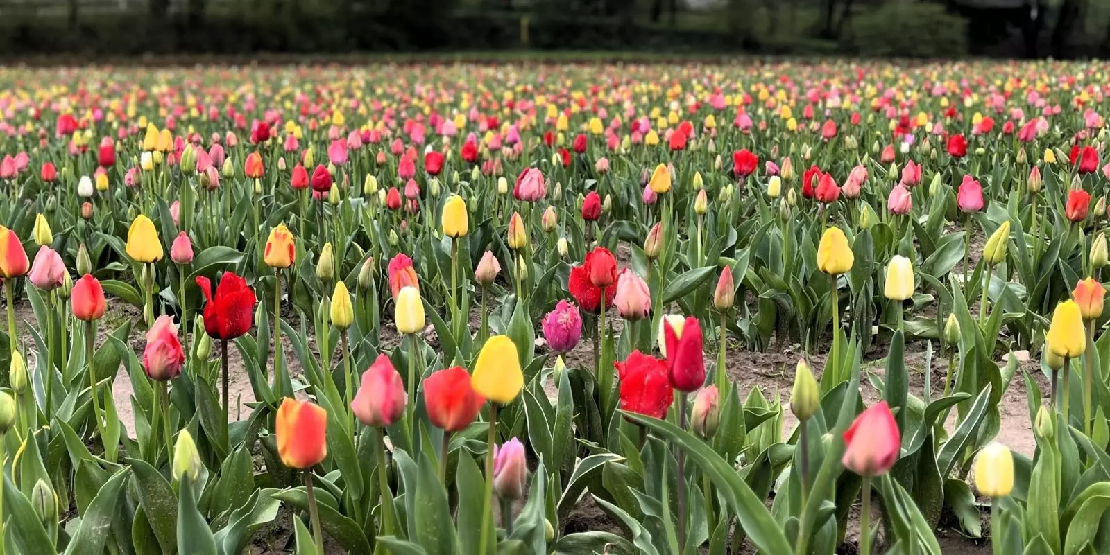 Und so unglaublich bunt kann der Frühling sein: Das Tulpenfeld in Ehestorf steht bereits in voller Blüte und bietet ein prächtiges Farbenspektakel. 