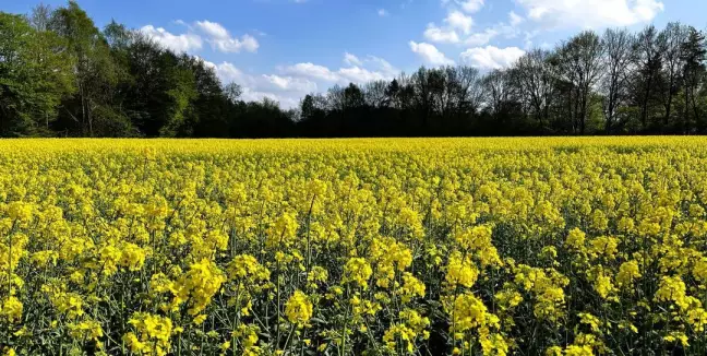 Blütenzauber in Appelbüttel: Dieses Rapsfeld blüht in Harburg. Foto: Christian Bittcher