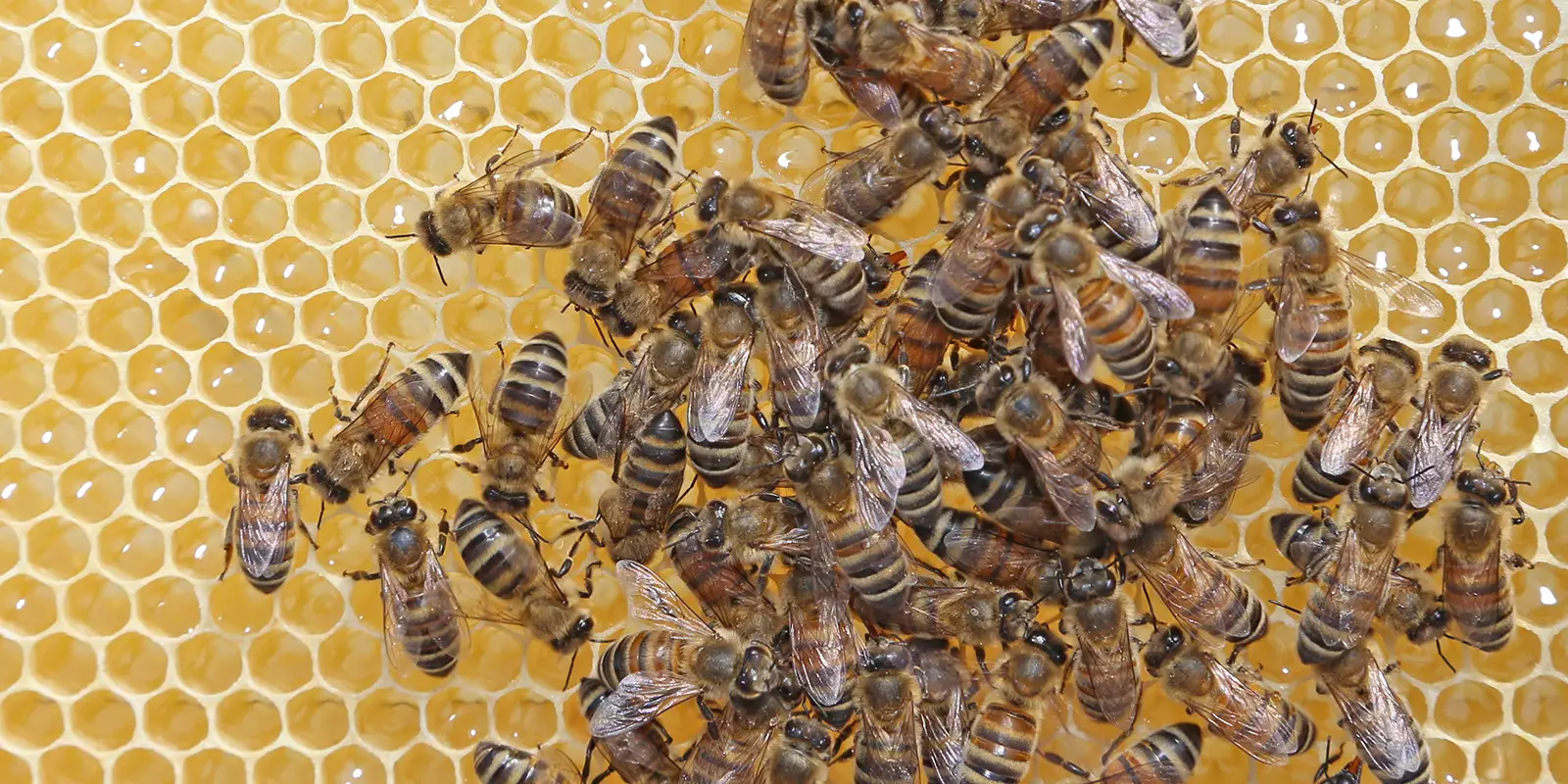 Bienen auf ihren Waben. Foto: zv