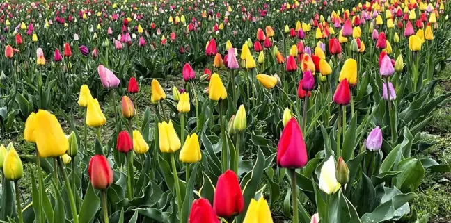 Tausende bunter Tulpen blühen jetzt wieder auf den Selbstpflück-Feldern in Ehestorf. Foto: Christian Bittcher
