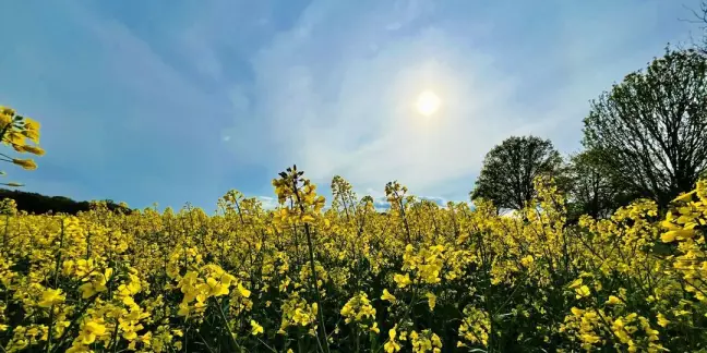 Blühender Raps, blauer Himmel und Sonnenschein: Frühlingswetter am Wochenende. Foto: Christian Bittcher