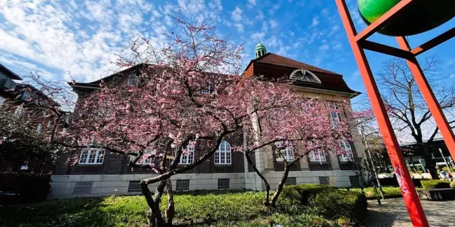 Das warme Wochenende hat die Zierkirsche am Museumsplatz wachgeküsst. Foto: Christian Bittcher