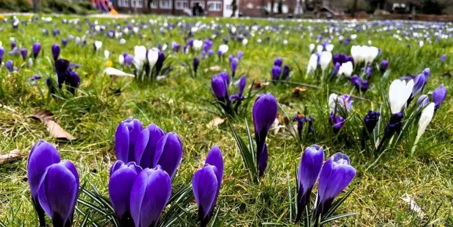 Einen Vorgeschmack auf den bevorstehenden Frühling gibt es jetzt am Harburger Rathaus: Harburgs bekannteste Krokuswiese steht in voller Blüte. 