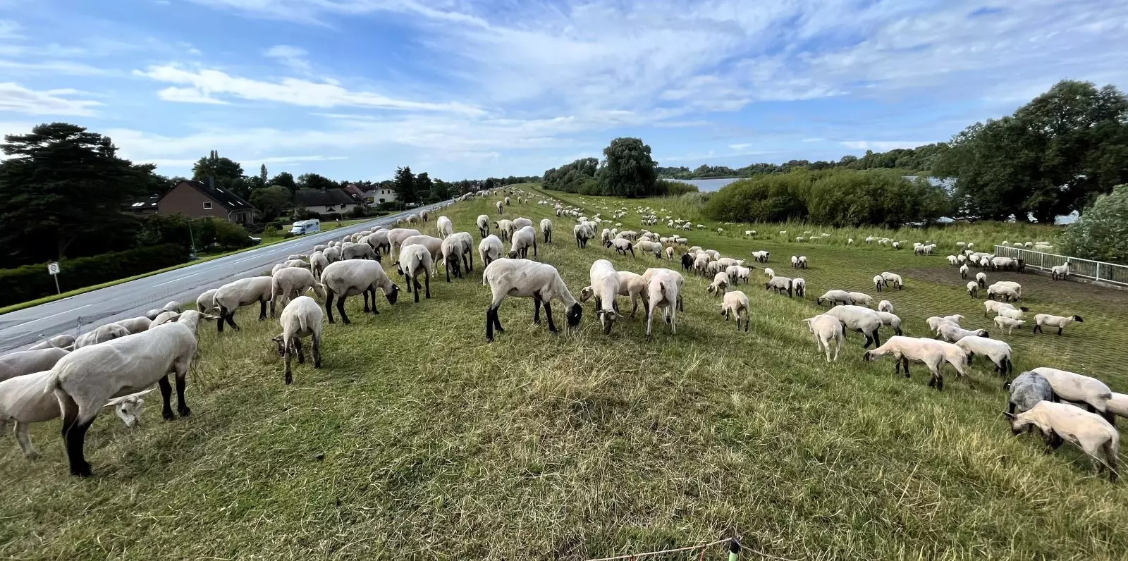 Schafe auf einem Deich bei Hamburg