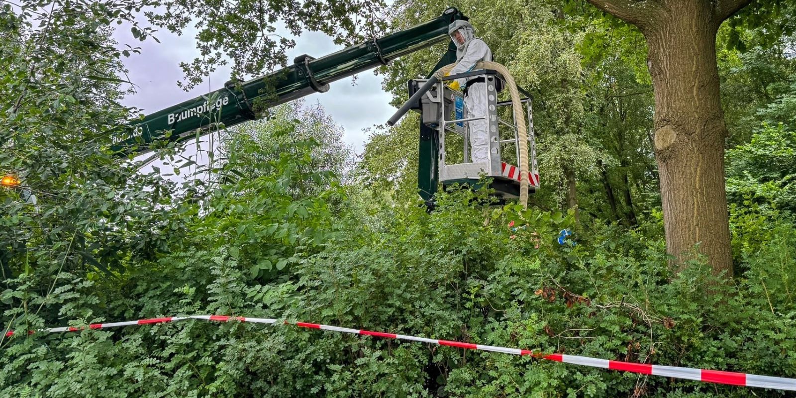 Nester des Eichenprozessionsspinners werden von den Experten beseitigt. Foto: Gemeinde Seevetal