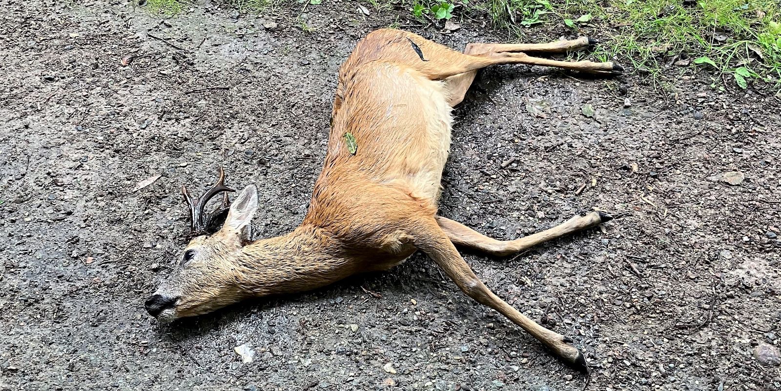 Der ertrunkene Rehbock. Foto: Gemeinde Seevatal.