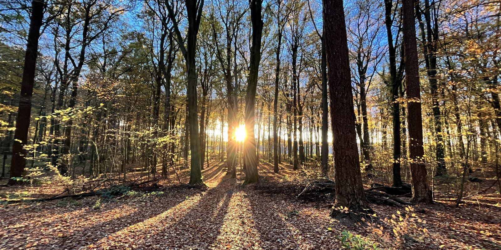 Blauer Himmel und buntes Laub: Am Donnerstag gab es im Eißendorfer Forst einen tollen Sonnenuntergang. Foto: Christian Bittcher