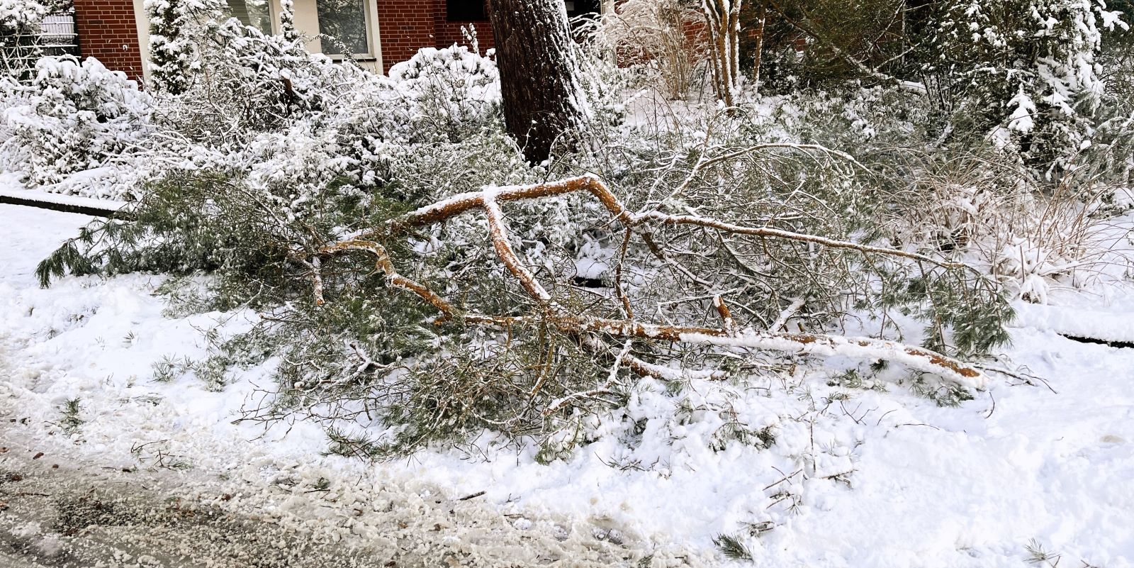 Gefahr durch Schneebruch: Große Äste brechen unter der Last des Schnees ab. Foto: Christian Bittcher